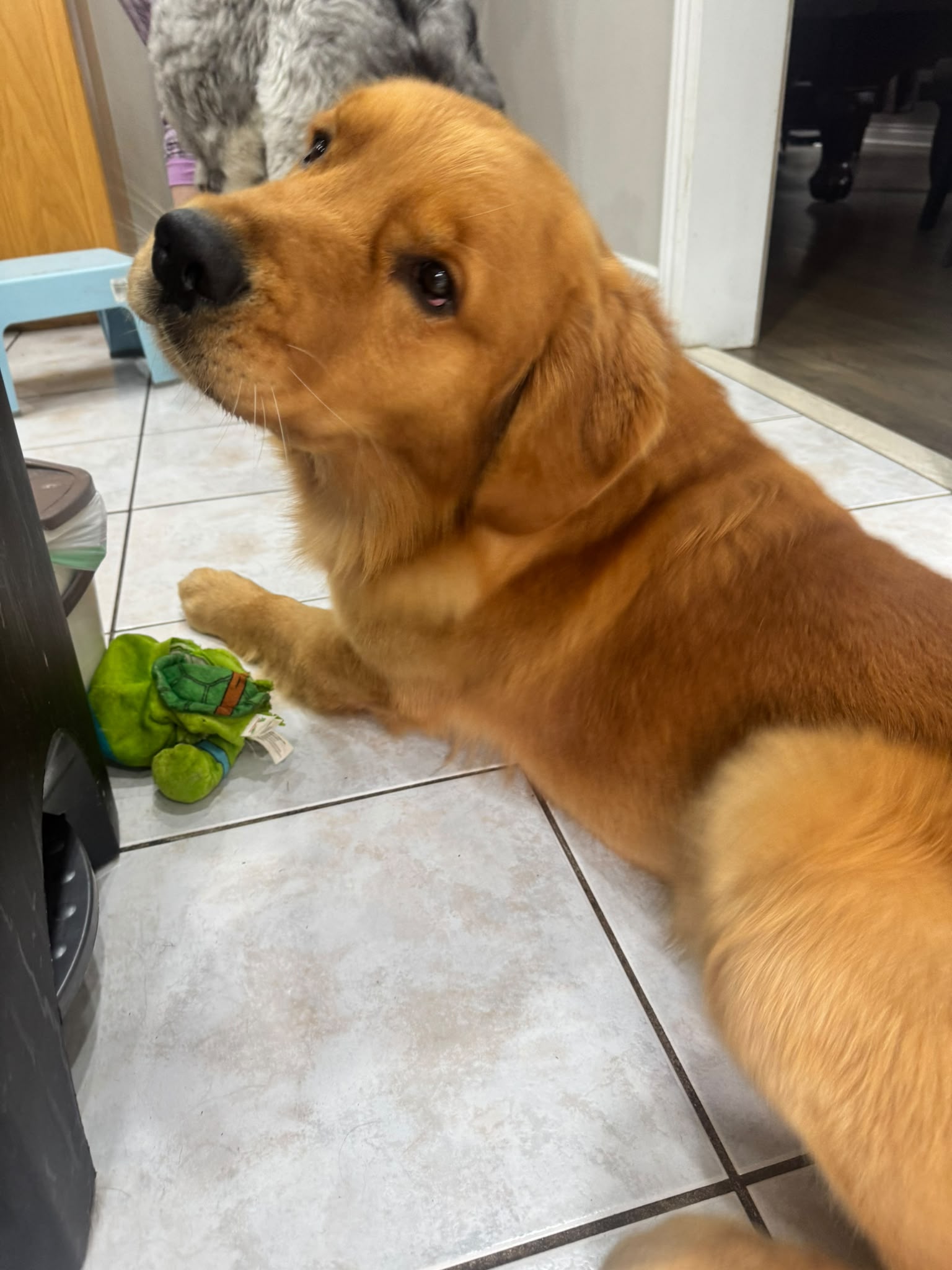 Dog relaxing comfortably indoors