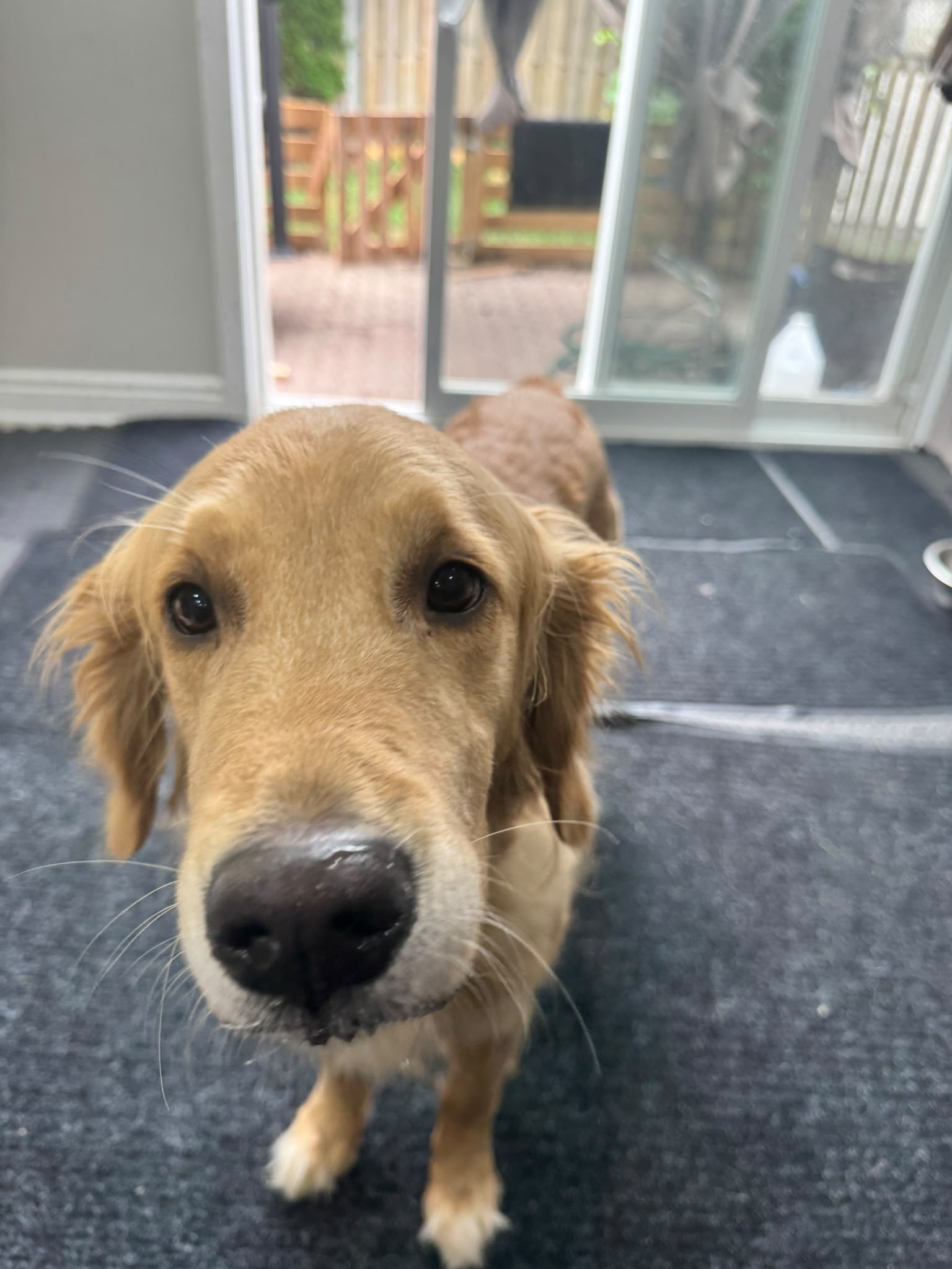Dog playing outdoors