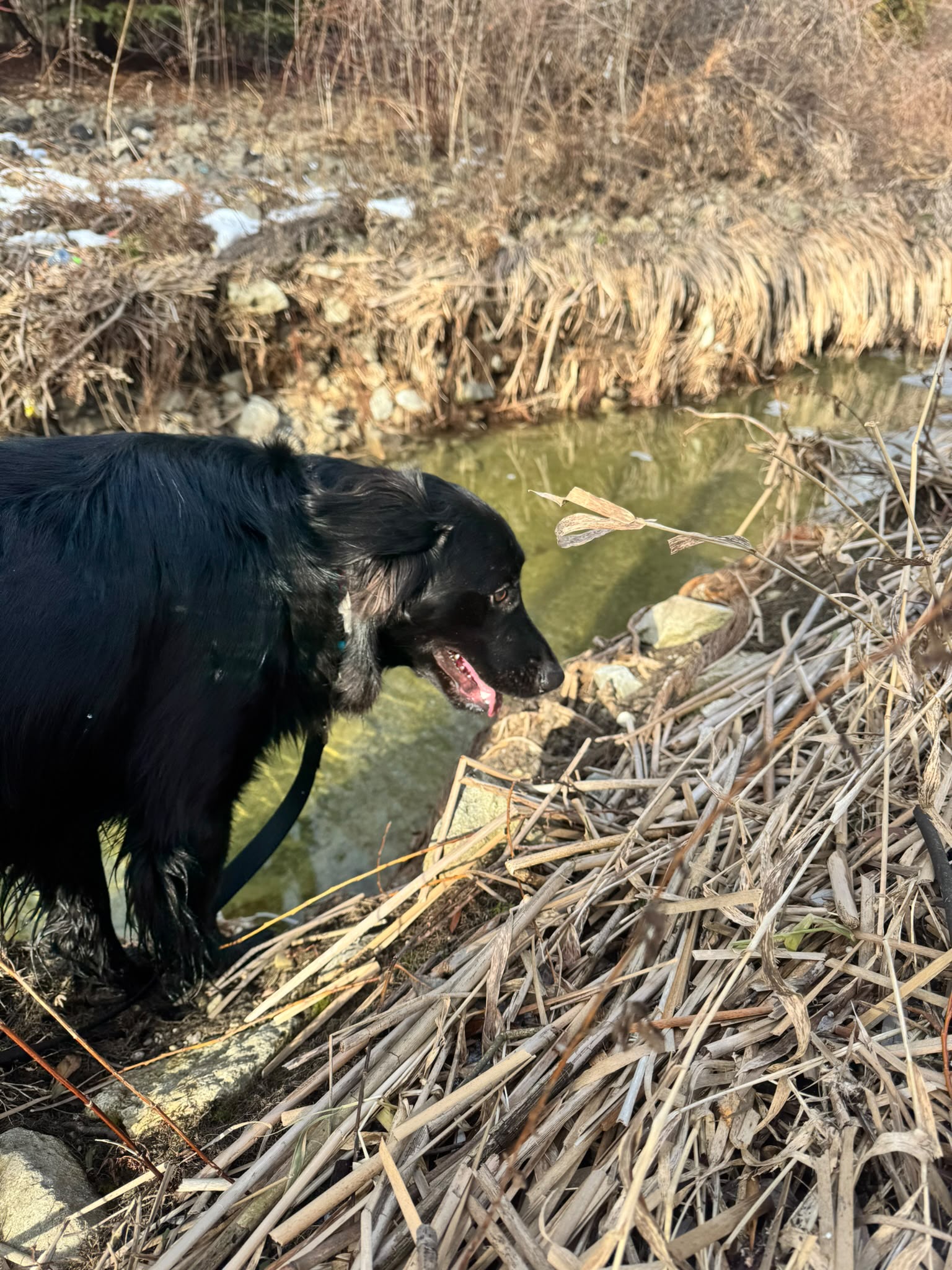 Multiple dogs playing together