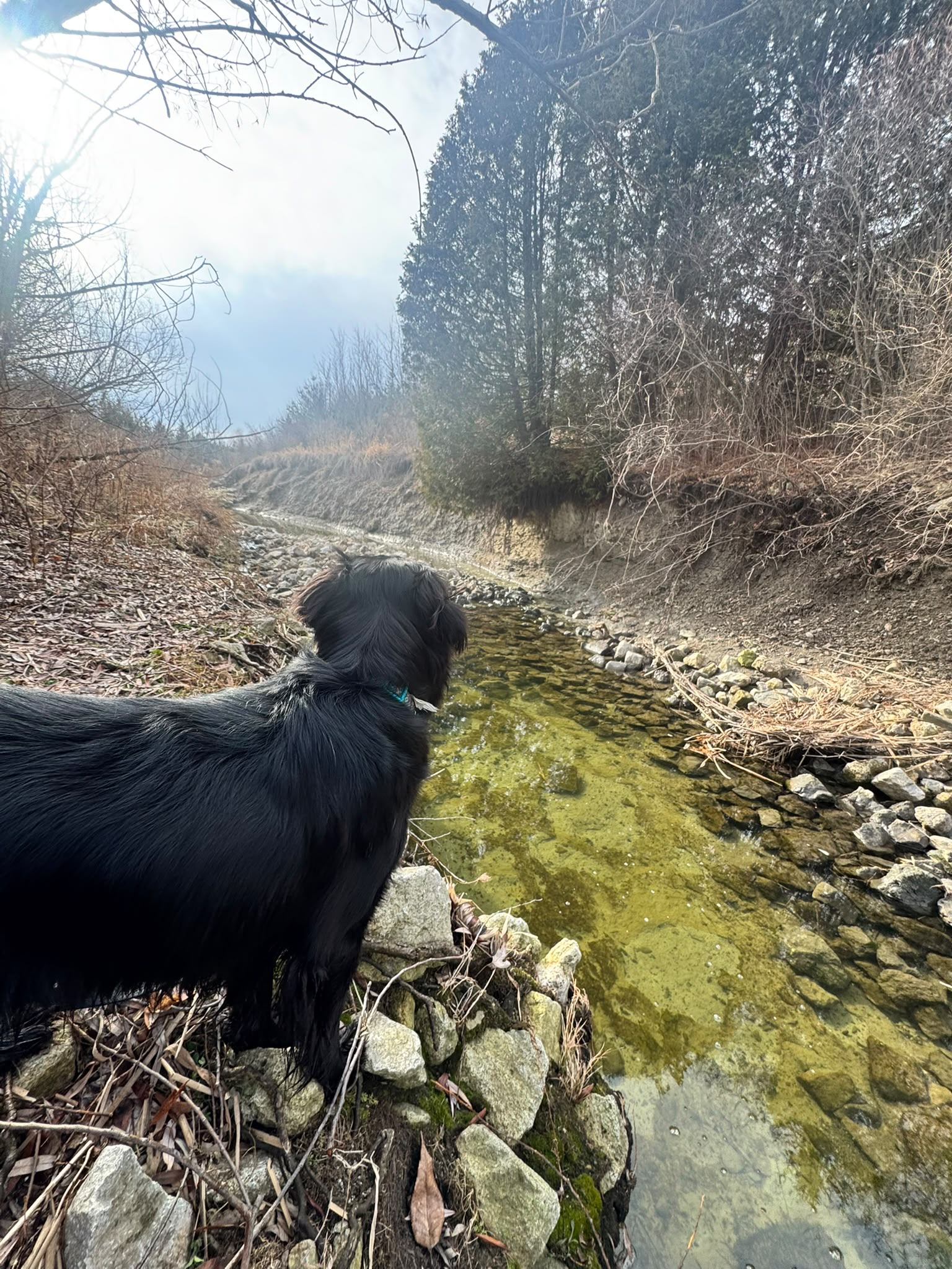 Dog receiving individual attention